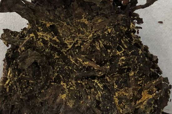 怎么知道涇渭茯茶是否變質(zhì)，茯磚茶金花和發(fā)霉的區別
