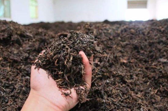 茯磚茶與普洱茶哪個(gè)好，茯茶和普洱茶口味區別