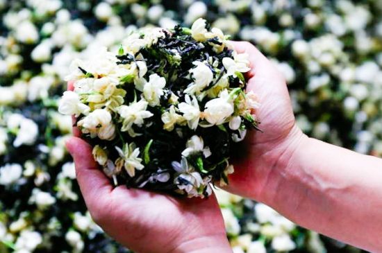 茉莉花和什么在一起喝好，茉莉花喝什么茶搭配？