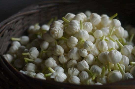 茉莉花茶與什么相克，茉莉花搭配禁忌