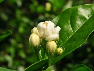 好茉莉茶多少錢(qián)一斤，茉莉花茶價(jià)格