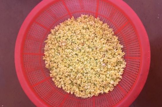 干桂花茶的制作方法，怎樣自制桂花茶？