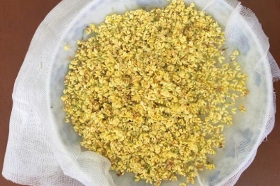 干桂花茶的制作方法，怎樣自制桂花茶？