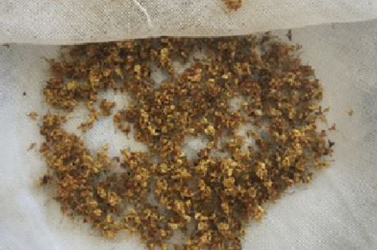 干桂花茶的制作方法，怎樣自制桂花茶？