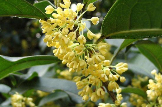 干桂花茶的制作方法，怎樣自制桂花茶？