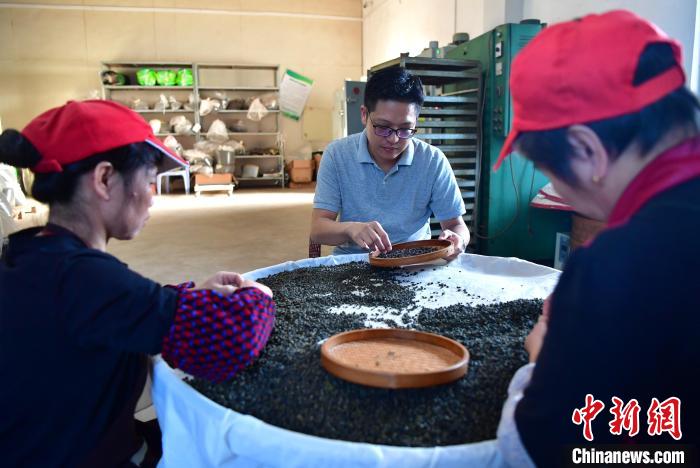 圖為張元豪在生產(chǎn)車(chē)間內與工人一起查看茶葉品質(zhì)?！埍?攝
