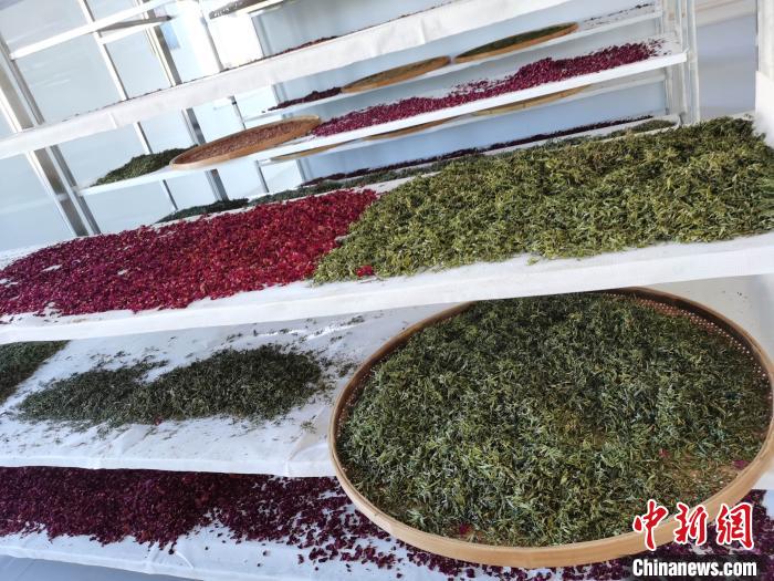 圖為王玲玲收購的各種山茶?！⊥貘Q遠 攝