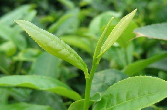 最耐泡的茶葉排名，什么茶葉經(jīng)久耐泡？