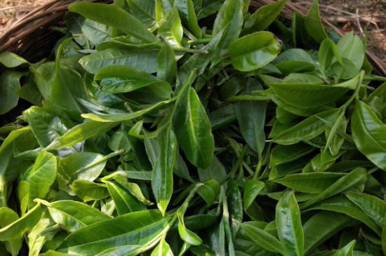 最耐泡的茶葉排名，什么茶葉經(jīng)久耐泡？