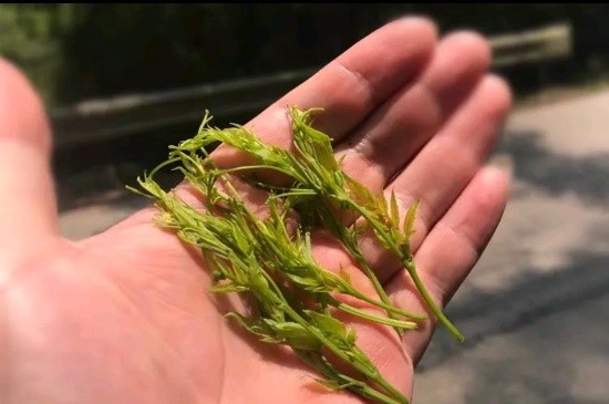 張家界茅巖莓茶與藤茶是同一種茶嗎，藤茶跟莓茶一不一樣？