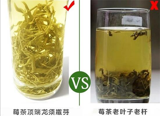 張家界茅巖莓茶與藤茶是同一種茶嗎，藤茶跟莓茶一不一樣？