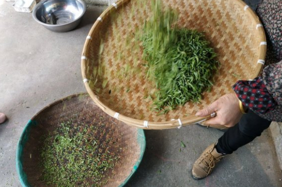 炒青茶為什么便宜，炒青綠茶好喝嗎？