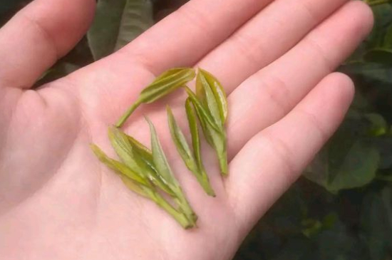 炒青茶為什么便宜，炒青綠茶好喝嗎？