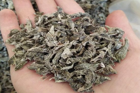 張家界莓茶真假對比，野生莓茶的鑒別方法