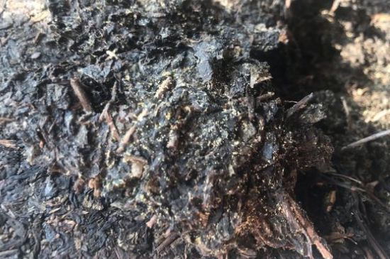 茯茶可以放在冰箱里存放嗎，茯磚茶如何儲存？