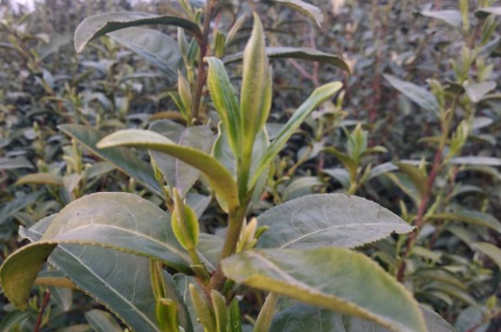 家庭如何保存碧螺春茶葉，蘇州洞庭碧螺春綠茶怎么保存？