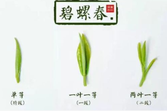 真假碧螺春泡水后區別，蘇州洞庭碧螺春怎樣鑒別好壞？