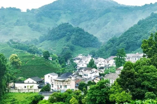 杭州龍井村買(mǎi)茶騙術(shù)，西湖龍井茶托騙局揭秘！