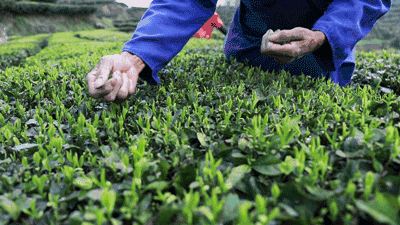 摘茶葉最快的方法，采摘茶葉怎么才能快？