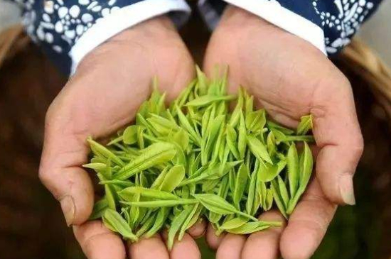 摘茶葉最快的方法，采摘茶葉怎么才能快？
