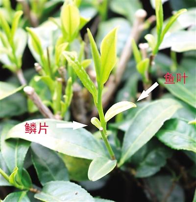 摘茶葉最快的方法，采摘茶葉怎么才能快？