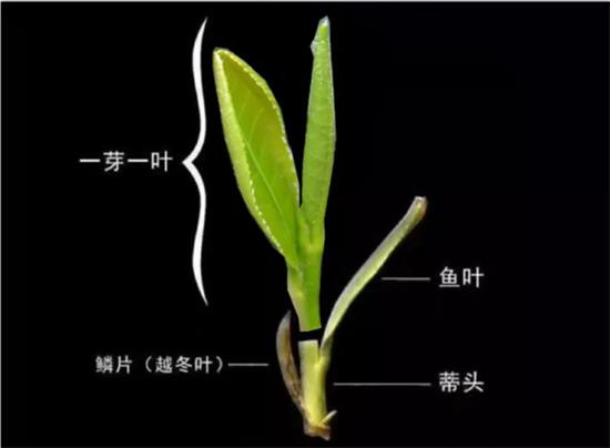 摘茶葉最快的方法，采摘茶葉怎么才能快？
