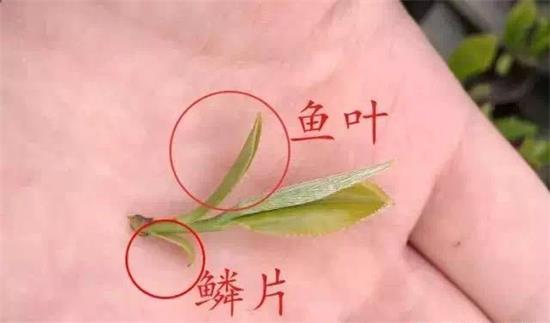 摘茶葉最快的方法，采摘茶葉怎么才能快？