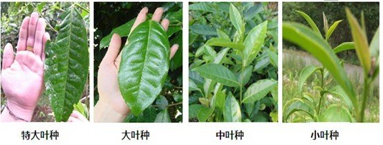 摘茶葉最快的方法，采摘茶葉怎么才能快？