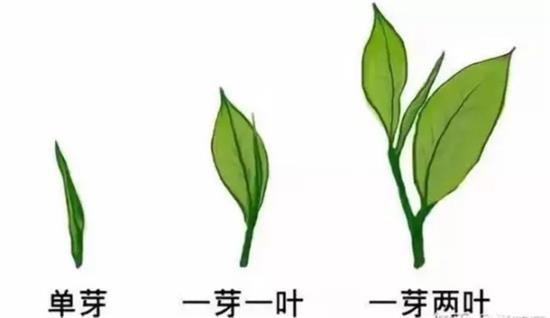 摘茶葉最快的方法，采摘茶葉怎么才能快？