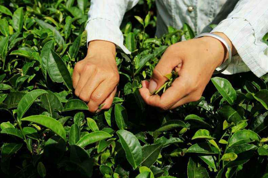 采茶的方法與步驟，如何正確采摘茶葉？