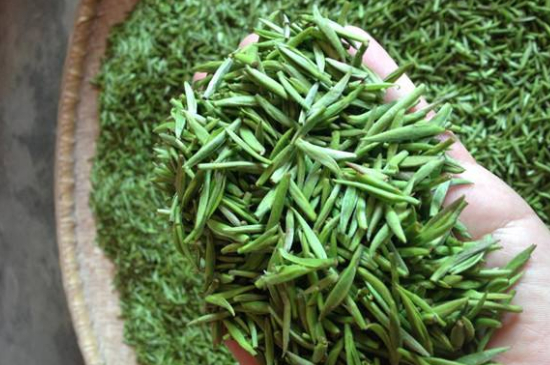 采茶的方法與步驟，如何正確采摘茶葉？