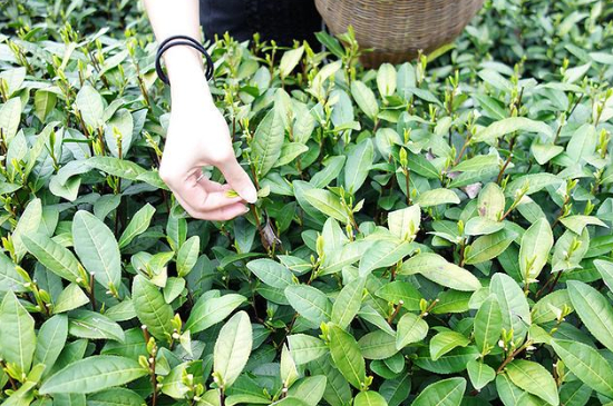 采茶的方法與步驟，如何正確采摘茶葉？
