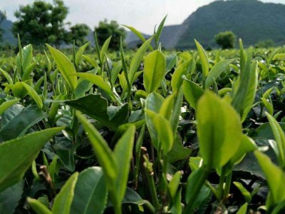 茶葉具有什么功效，a