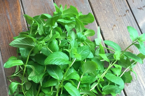 薄荷茶的功效與作用，喝薄荷茶有什么好處？