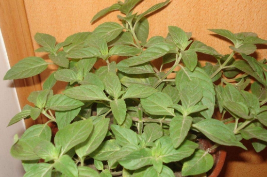薄荷茶的功效與作用，喝薄荷茶有什么好處？
