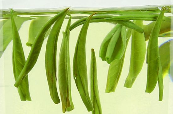 雀舌茶什么人不能喝，雀舌茶的功效與禁忌
