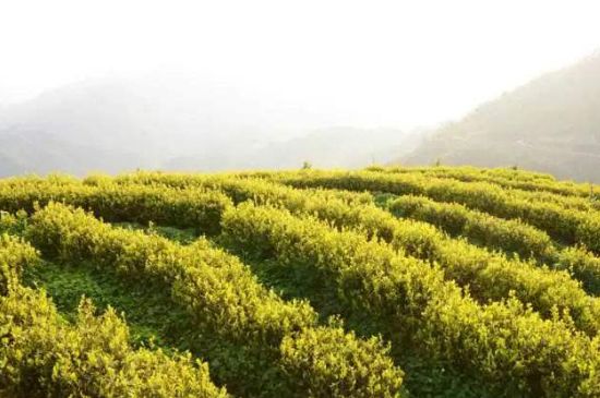 黃金茶的功效及禁忌癥，黃金茶有什么副作用嗎？