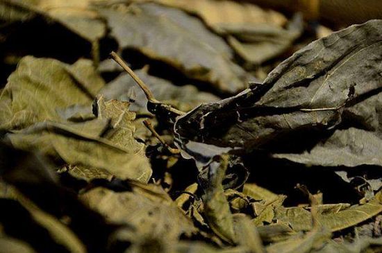 鷓鴣茶什么人不適合喝，鷓鴣茶的禁忌人群