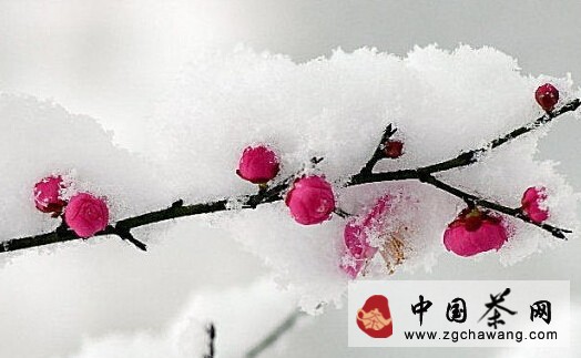 煮水 烹茶 品茗，感受水對(duì)茶的那份舉重若輕