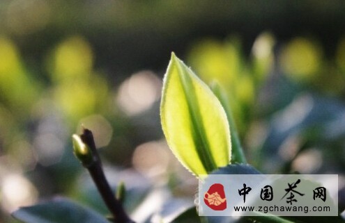 辯茶之高山茶與平原茶