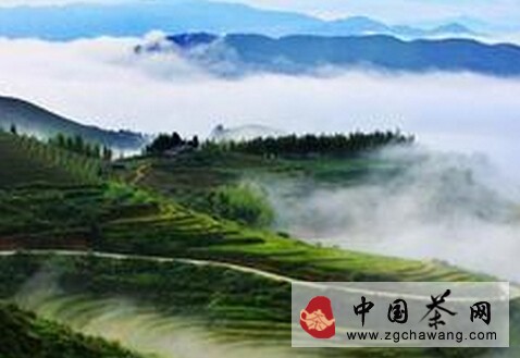 辯茶之高山茶與平原茶