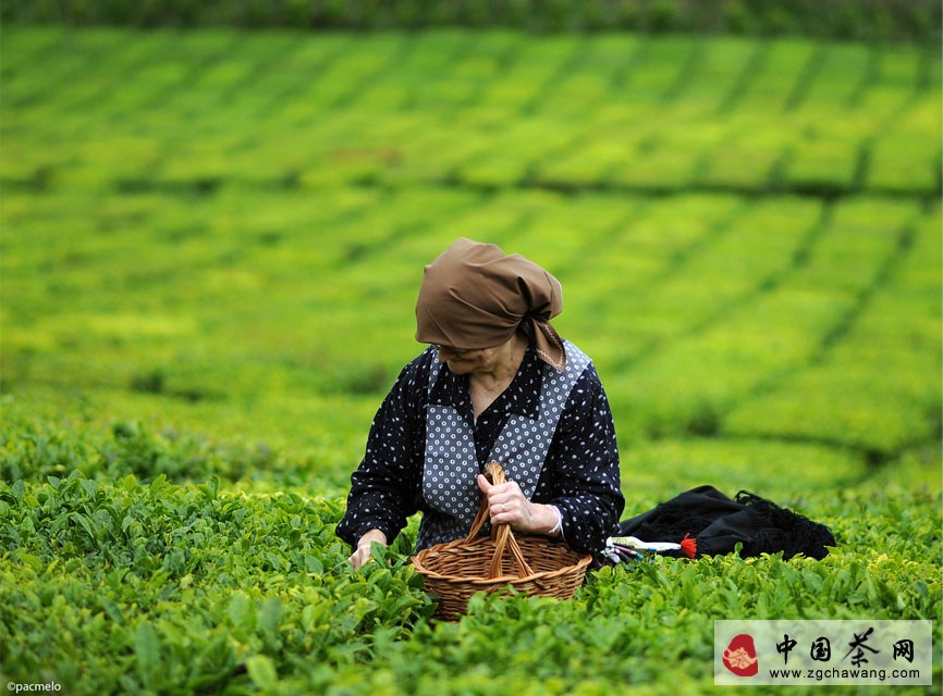 茶園茶葉采摘圖片