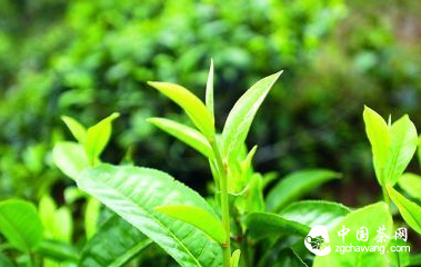 十六大產(chǎn)茶山的普洱茶特點(diǎn)