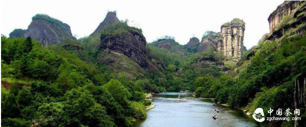 簡山茶的產(chǎn)地是原生態(tài)產(chǎn)地武夷山桐木關(guān)&mdash;&mdash;國家原生態(tài)自然保護區(qū)的核心地帶