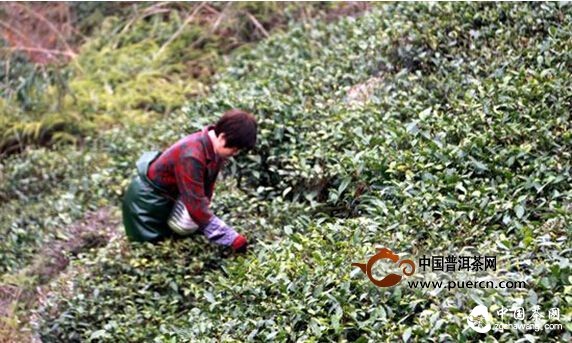 福鼎點(diǎn)頭：第一茬春茶已開(kāi)采