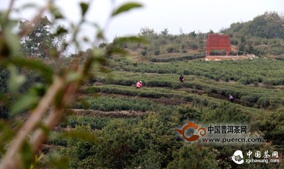 福鼎點(diǎn)頭：第一茬春茶已開(kāi)采