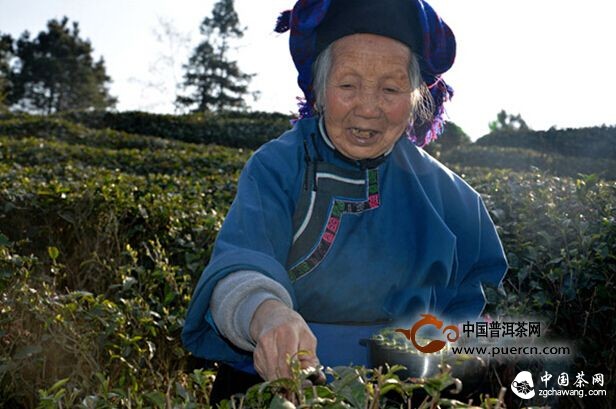 長(cháng)順1.6萬(wàn)畝茶園開(kāi)摘新春首批有機綠茶