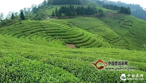 煙花三月去茶山，收獲心情與好茶 