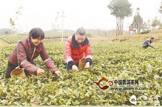 鳳岡茶農搶“鮮”采摘早春鋅硒第一芽