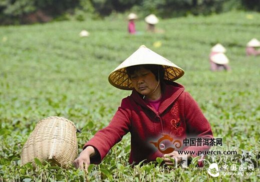 無錫:本地春茶下周上市 價格預(yù)計與去年持平